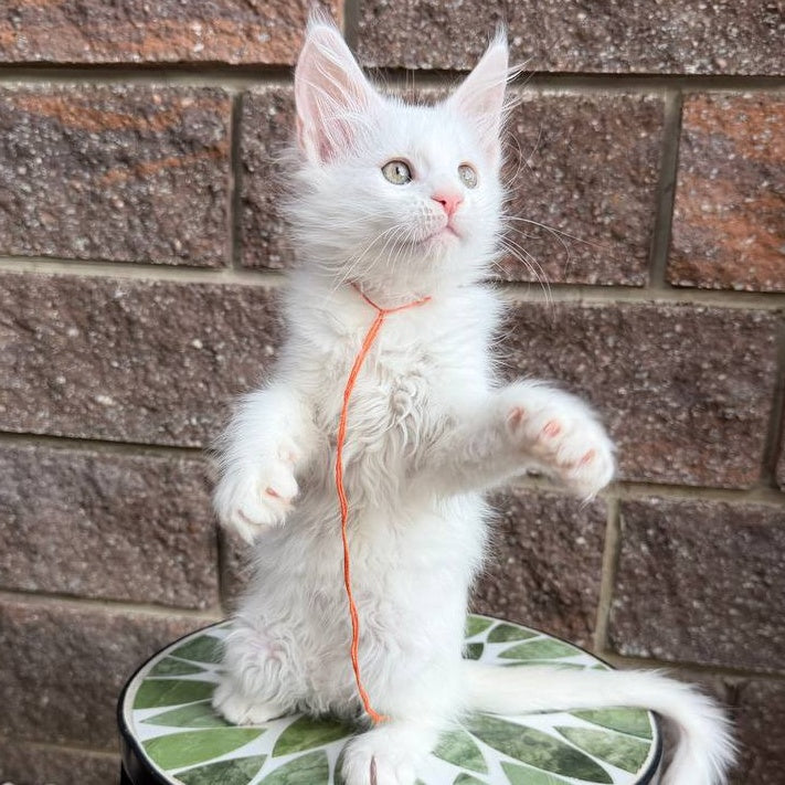 Xyla Maine Coon female, white