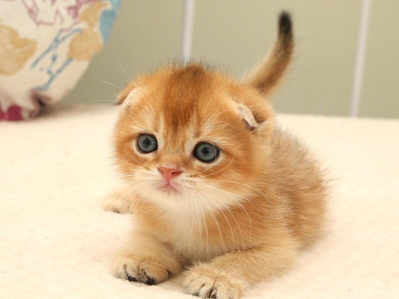 Zhan Scottish Fold male, black golden shaded