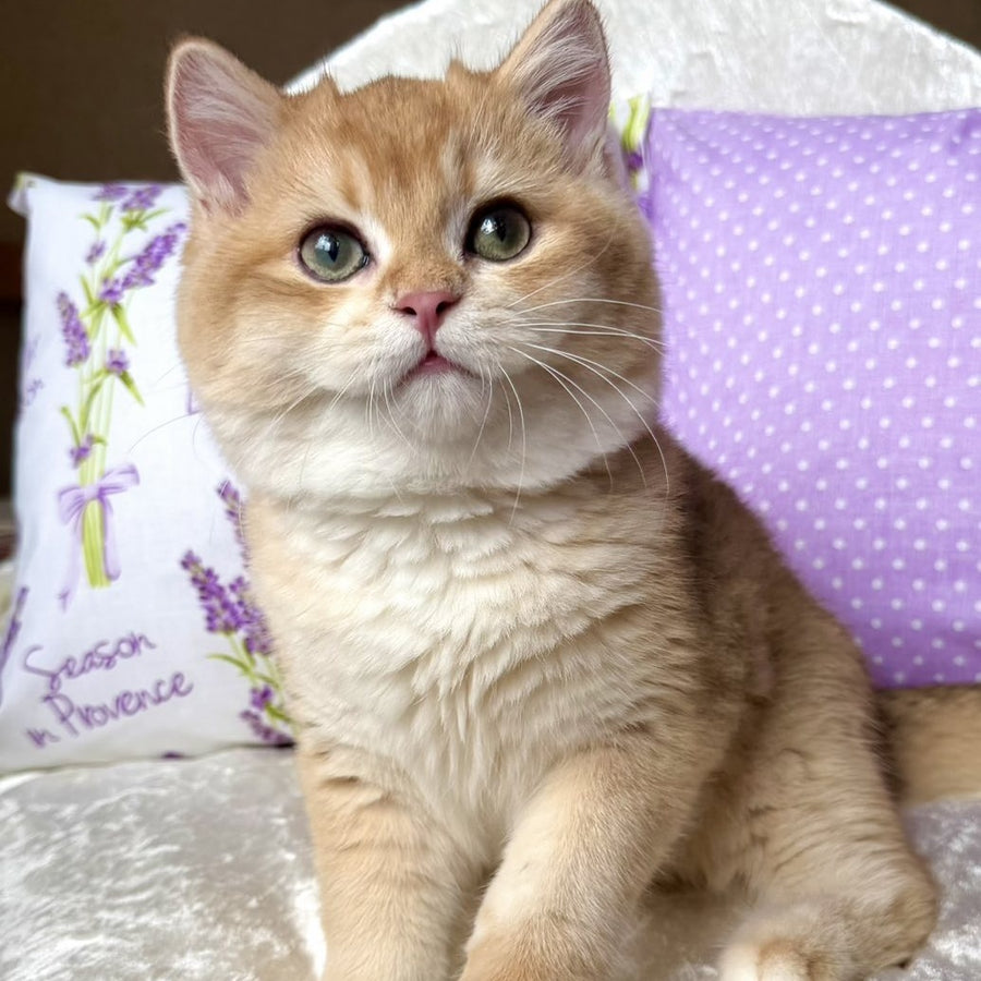 Billy British Shorthair male, black golden chinchilla