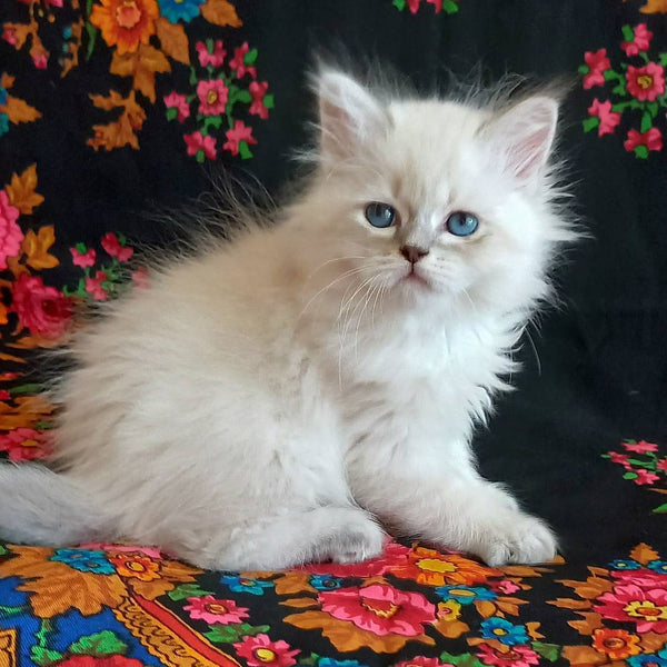 Mikhey Siberian male, blue tabby pointed