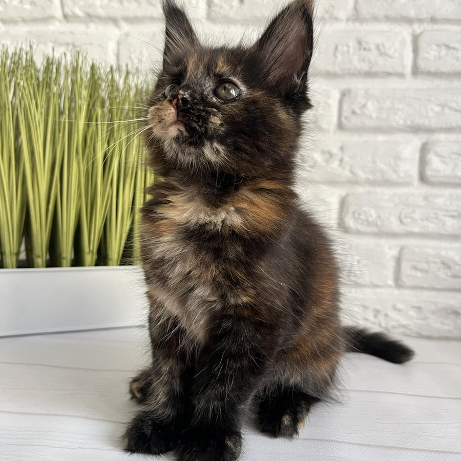 Karen Maine Coon female, black tortie