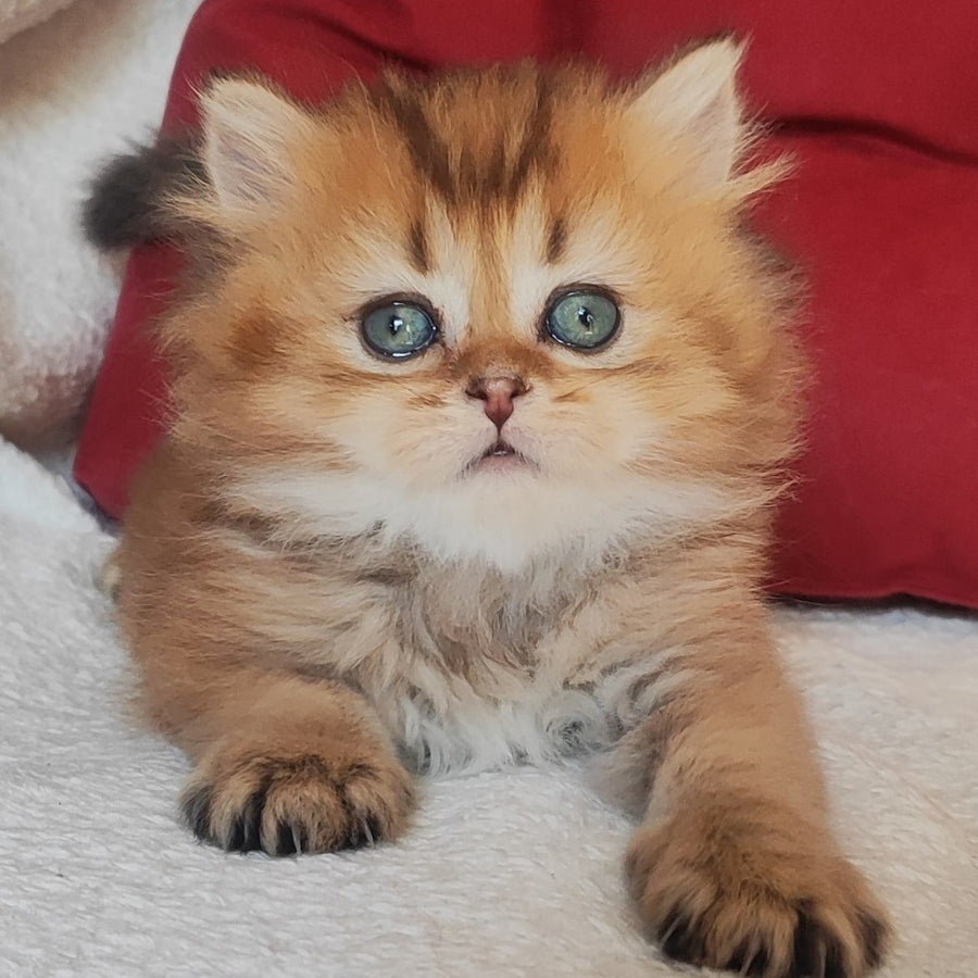 Yudjin Scottish Straight male, black golden ticked tabby
