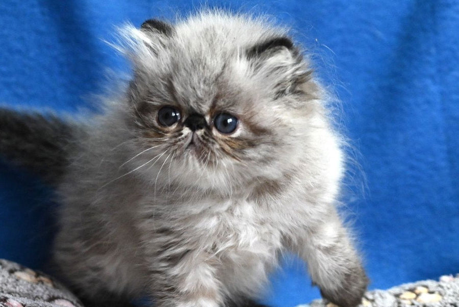 Jared Persian male black tabby pointed - live animals