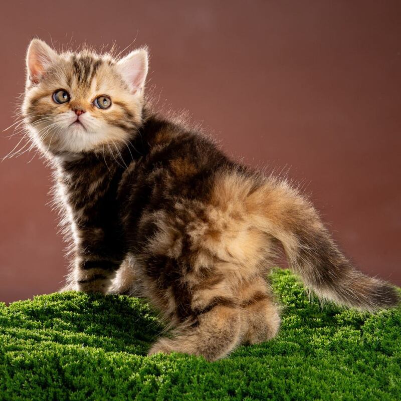 Naomie Scottish Straight male black tortie tabby - live animals