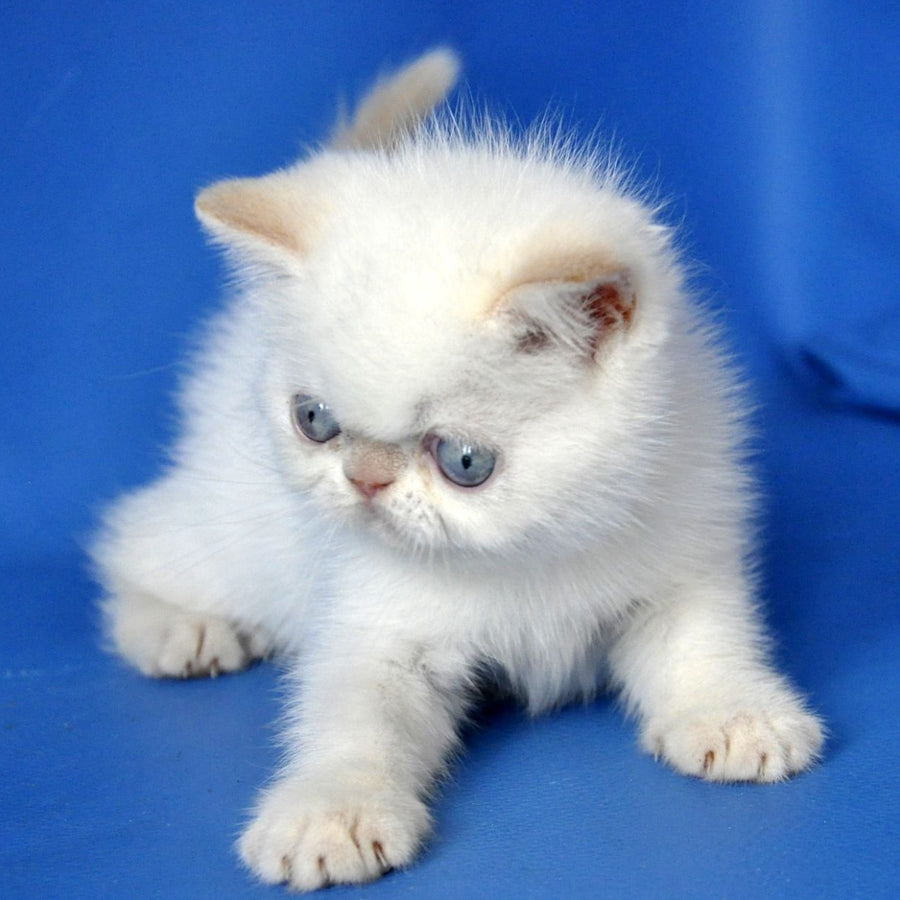 Missy Exotic female, cream pointed