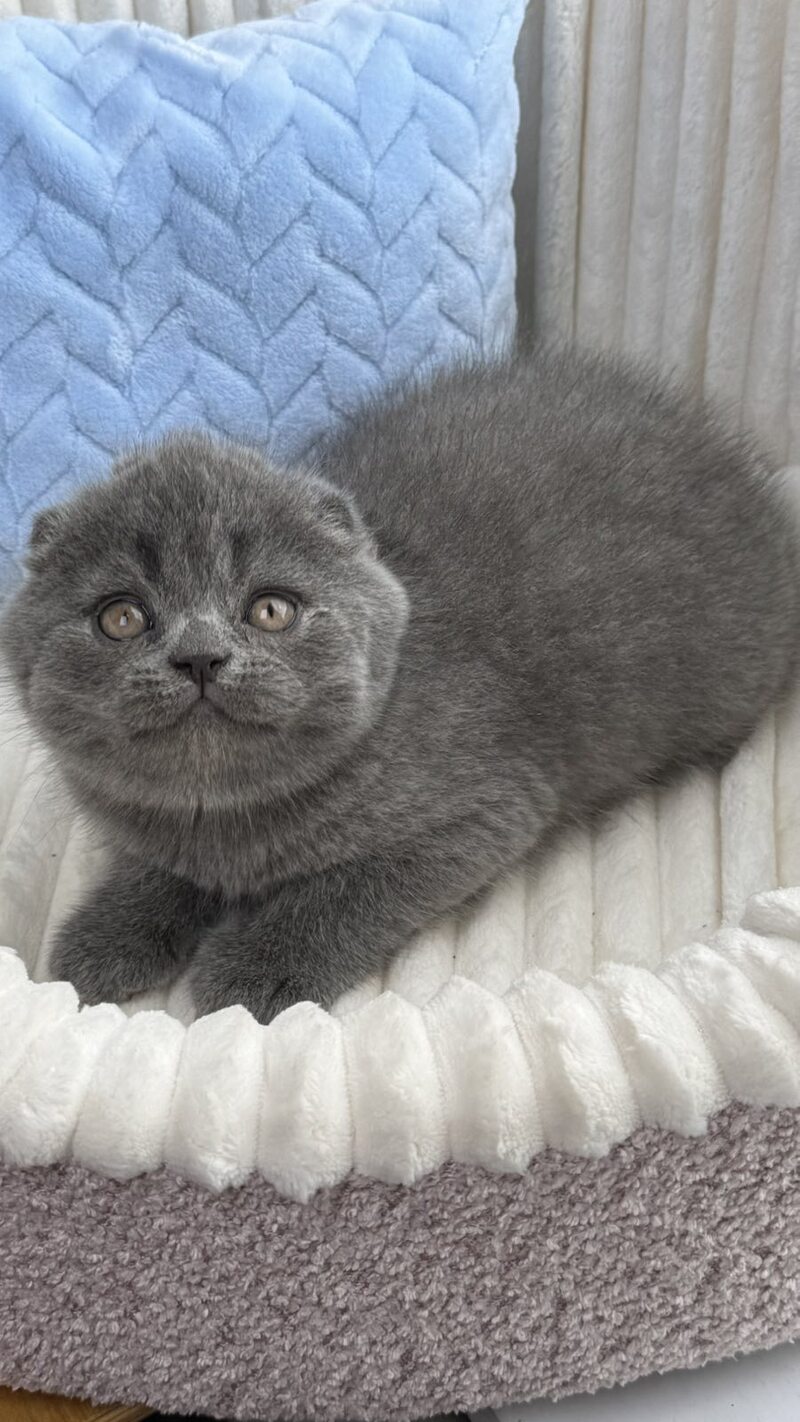 Alex Scottish Fold male, blue