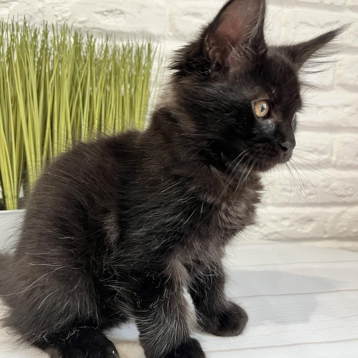 Jack Maine Coon male, black