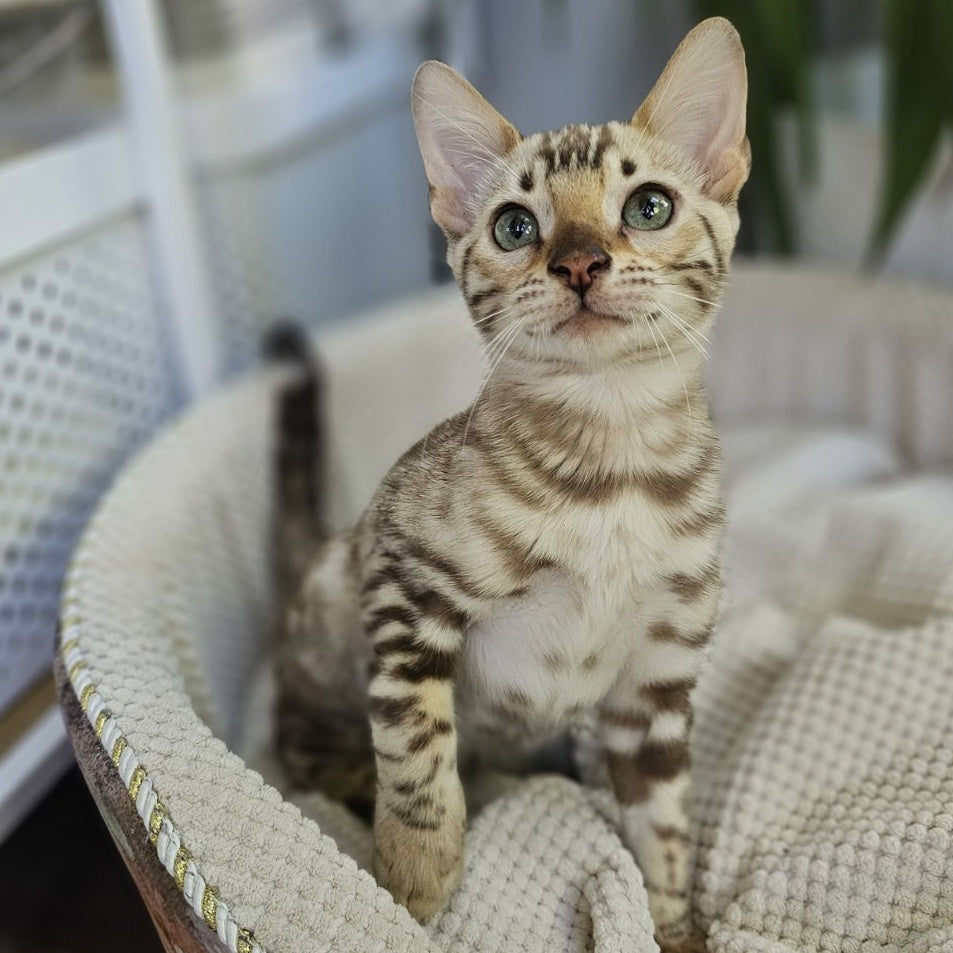 Uranus Bengal male, black spotted tabby pointed