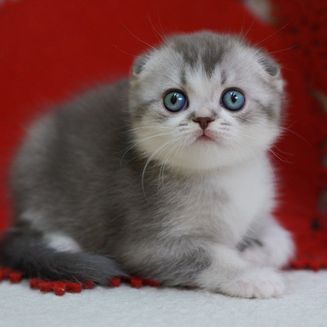Dimond Scottish Fold male, blue ticked tabby bicolour