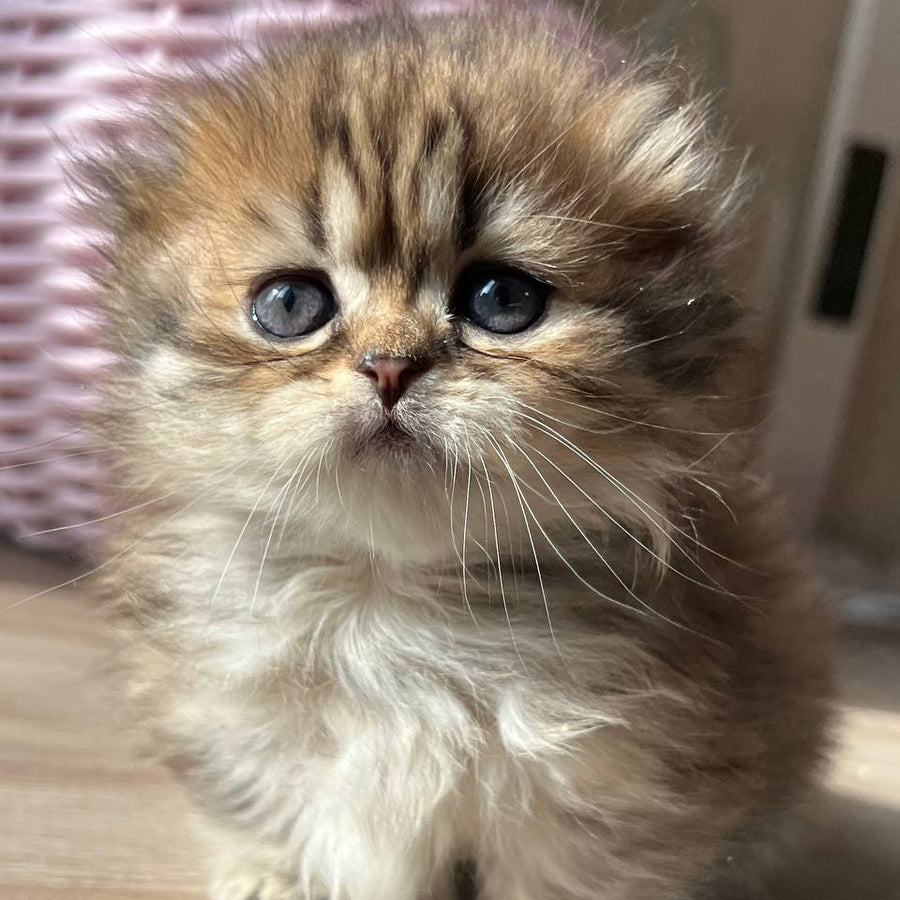 Kykla Munchkin female, black tabby