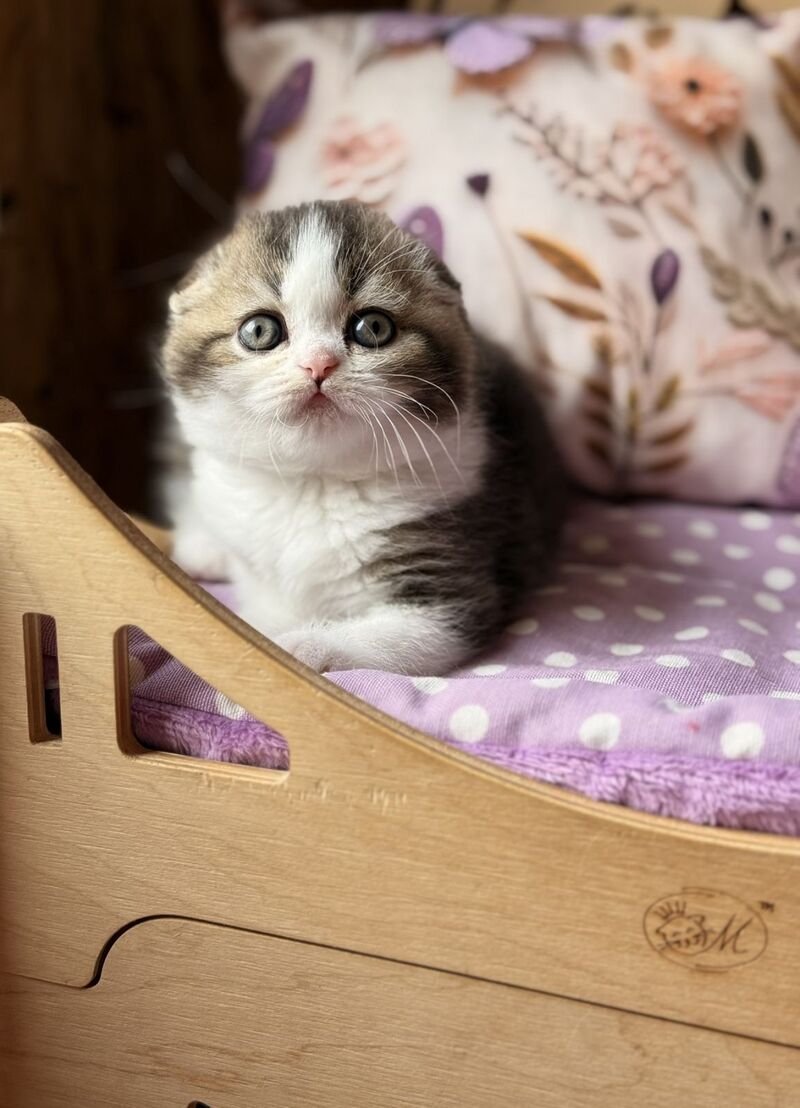 Fillip Scottish Fold male, black ticked tabby bicolour
