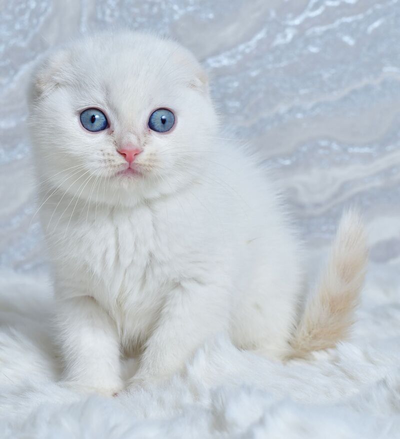 Jeff Scottish Fold male cream tabby pointed - live animals