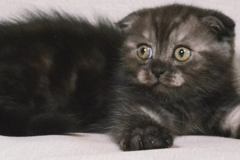 Simba Scottish Fold male, black silver