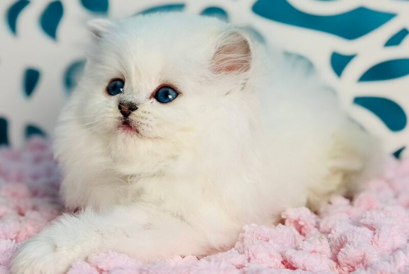 Aurora Scottish Straight female, black silver shaded pointed