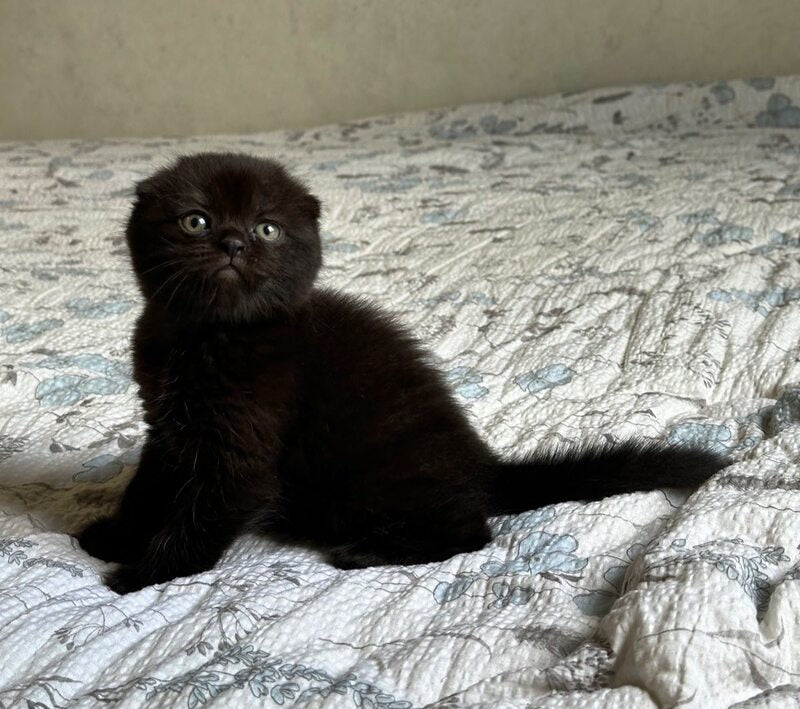 Nelson Scottish Fold male, black