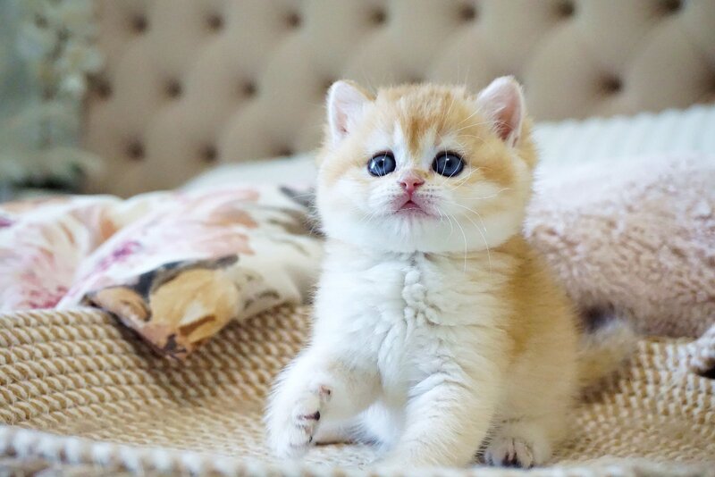 Danica British Shorthair female, black golden chinchilla
