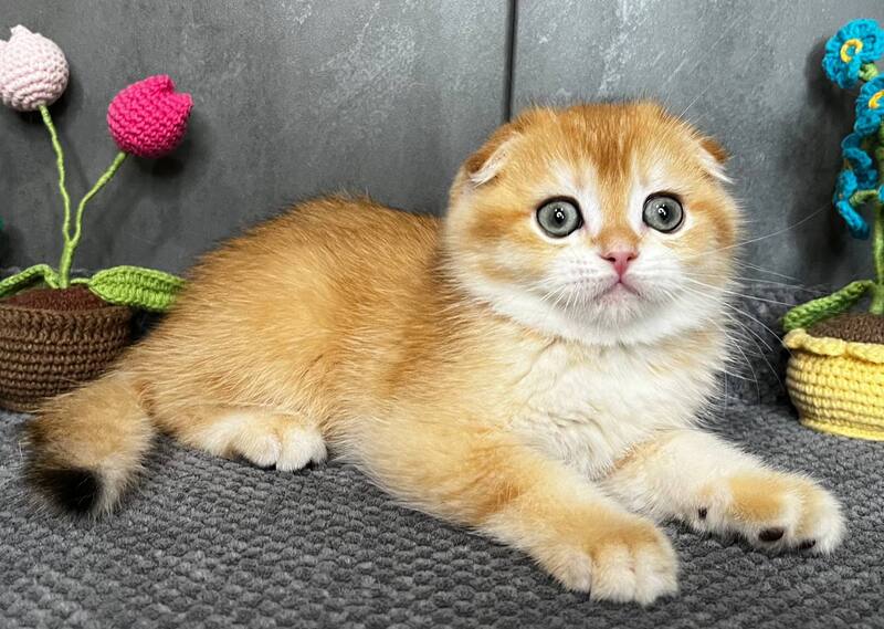 Lion Scottish Fold male black golden chinchilla - live animals
