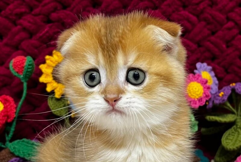 Baron Scottish Fold male, black golden chinchilla