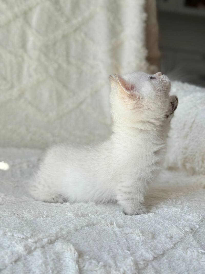 Zoi Munchkin female, black golden shaded pointed