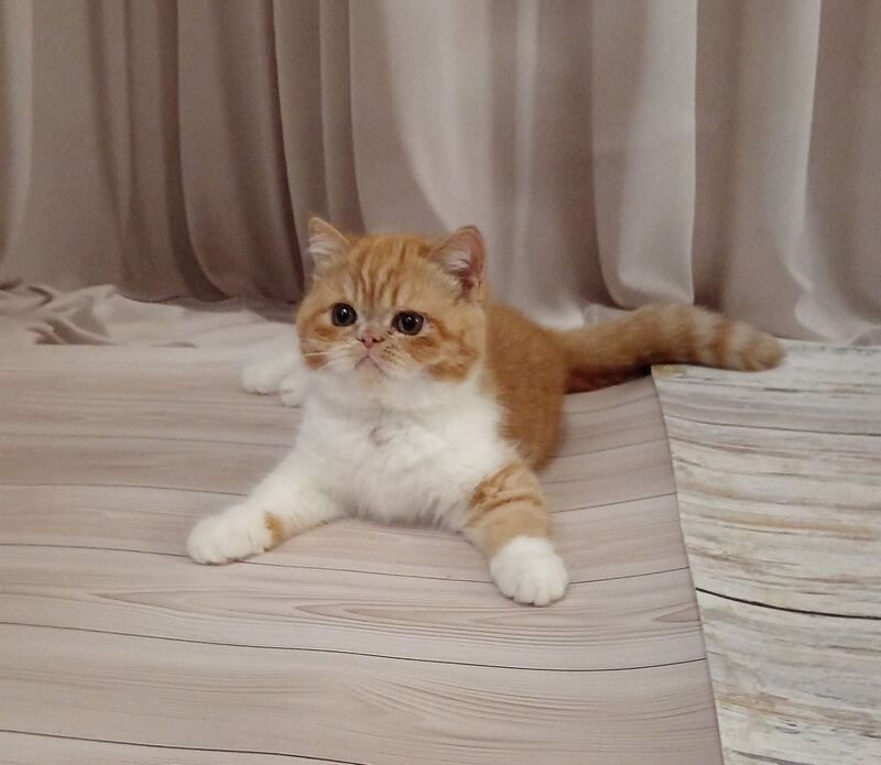 Ida Exotic female, red bicolour