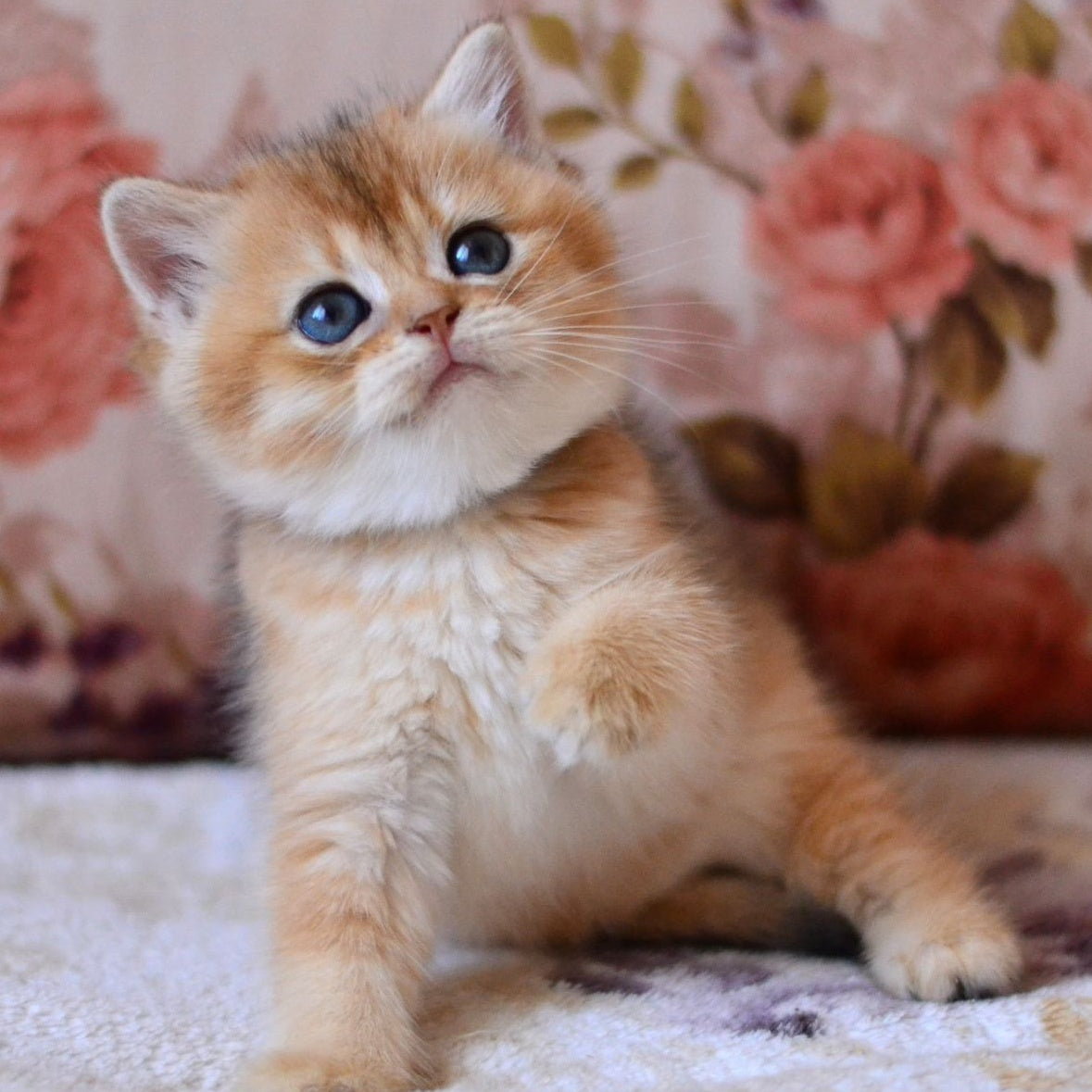 Luna British Shorthair female, black golden shaded