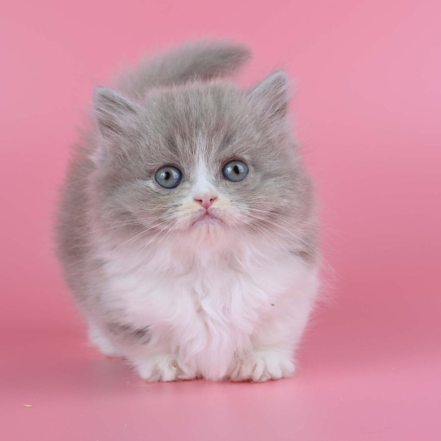 Iriska Munchkin female, lilac tortie bicolour