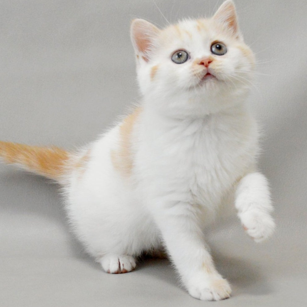 Xenia Scottish Straight female, red silver tabby bicolour