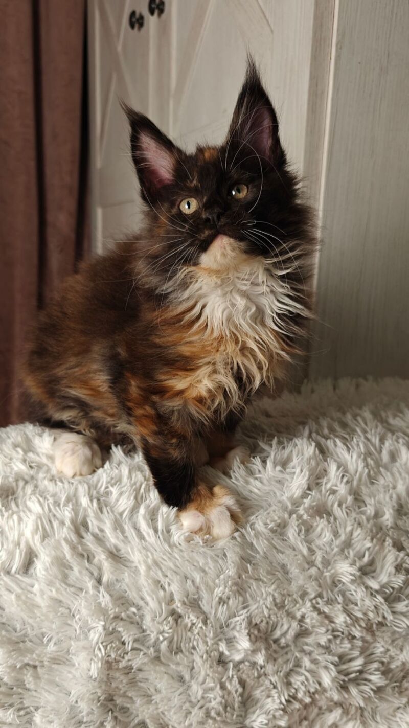 Rivera Maine Coon female black tortie bicolour live animals
