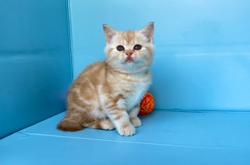 Wong-Pie British Shorthair male red silver tabby - live animals