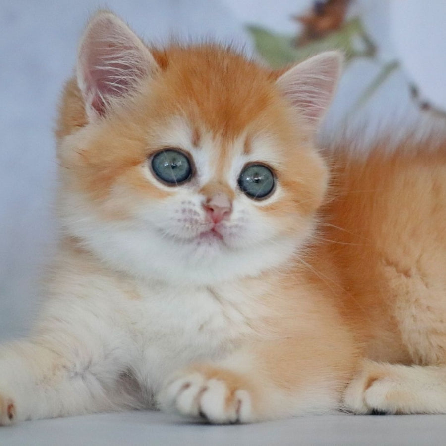 Zadava British Shorthair female, black golden chinchilla