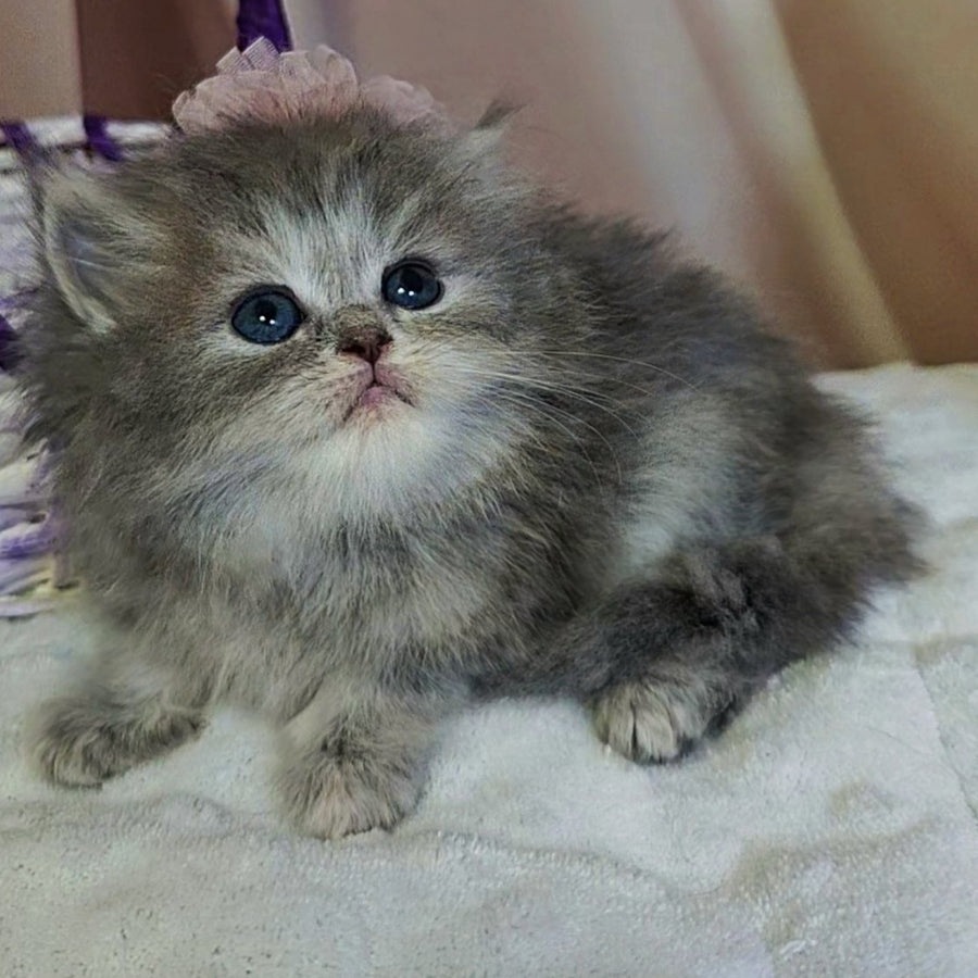 Ustina British Longhair female, blue tortie