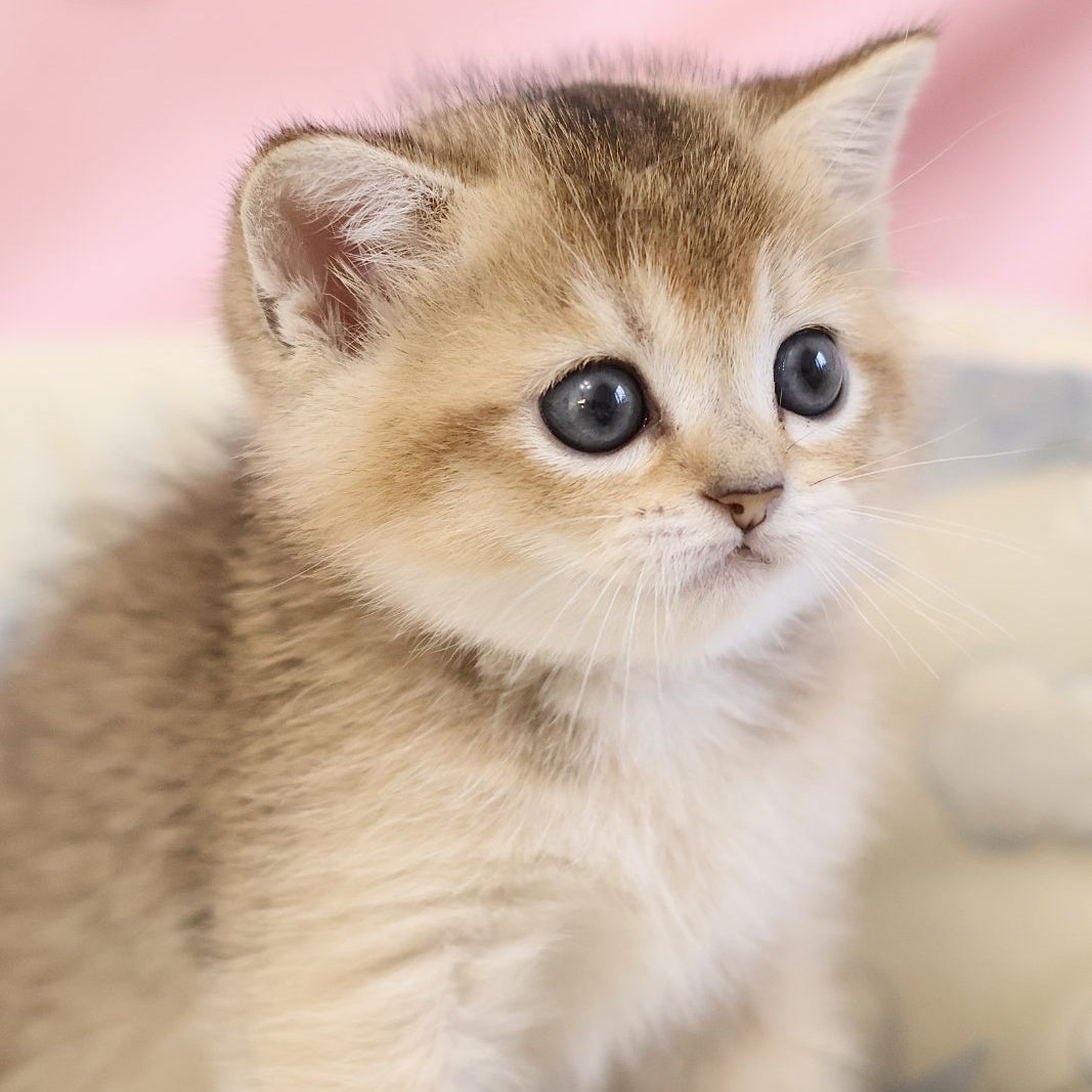 Elza Scottish Straight female, black golden ticked tabby
