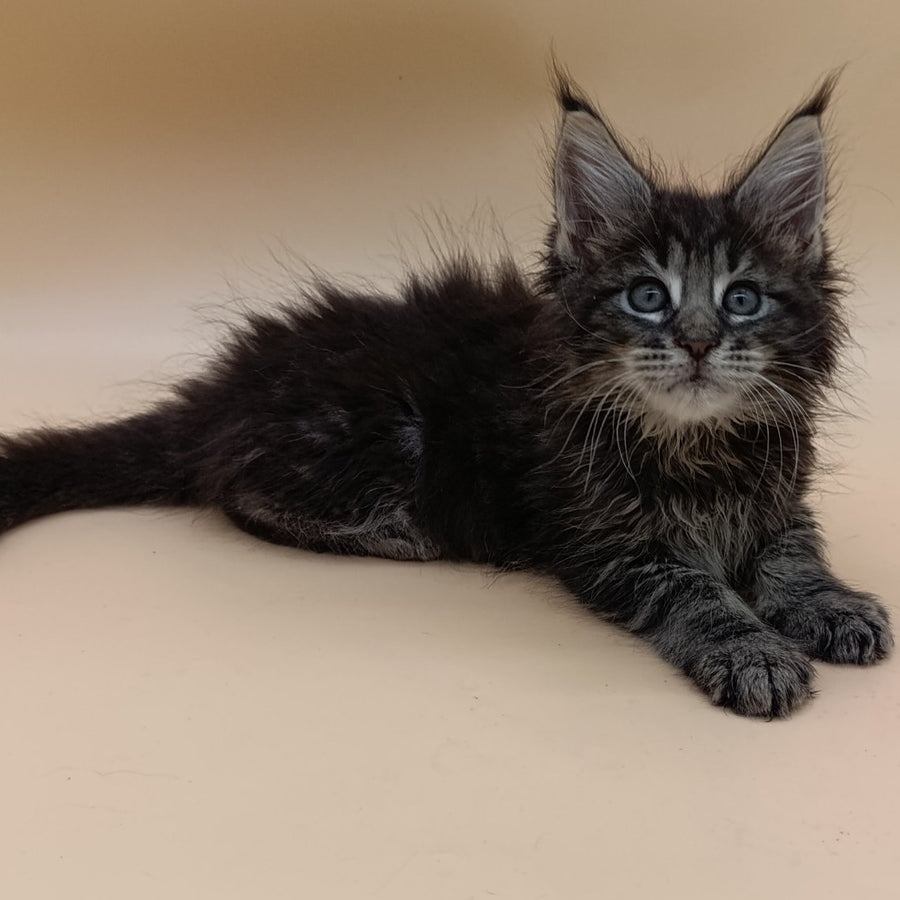 Orion Maine Coon male, black silver tabby