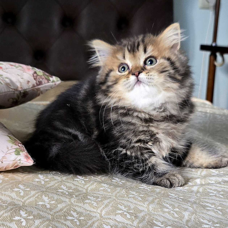 Dakota Scottish Straight female, black tabby