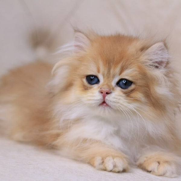 Quantum British Longhair male, black golden chinchilla