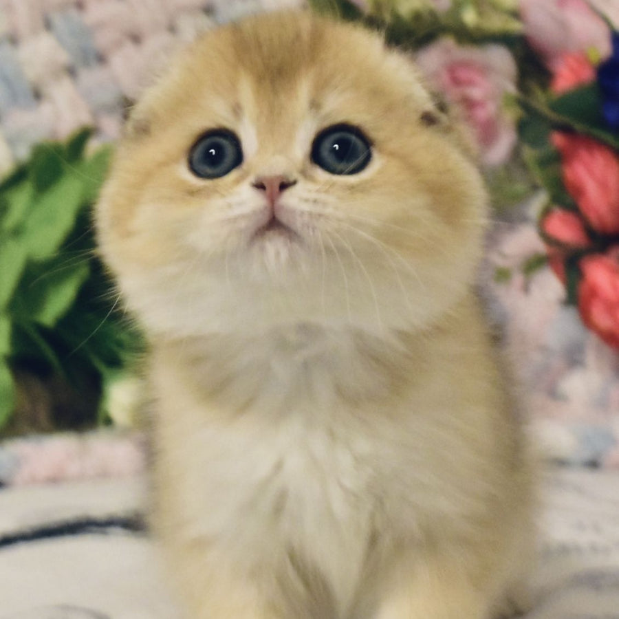 Barni Scottish Fold male, black golden shaded