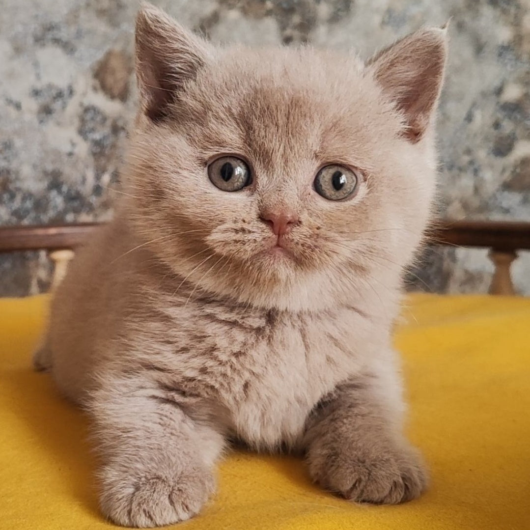 Bounty British Shorthair female, fawn