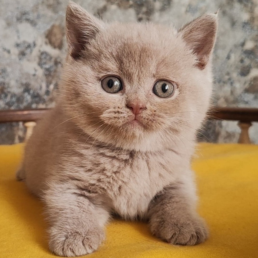 Bounty British Shorthair female, fawn