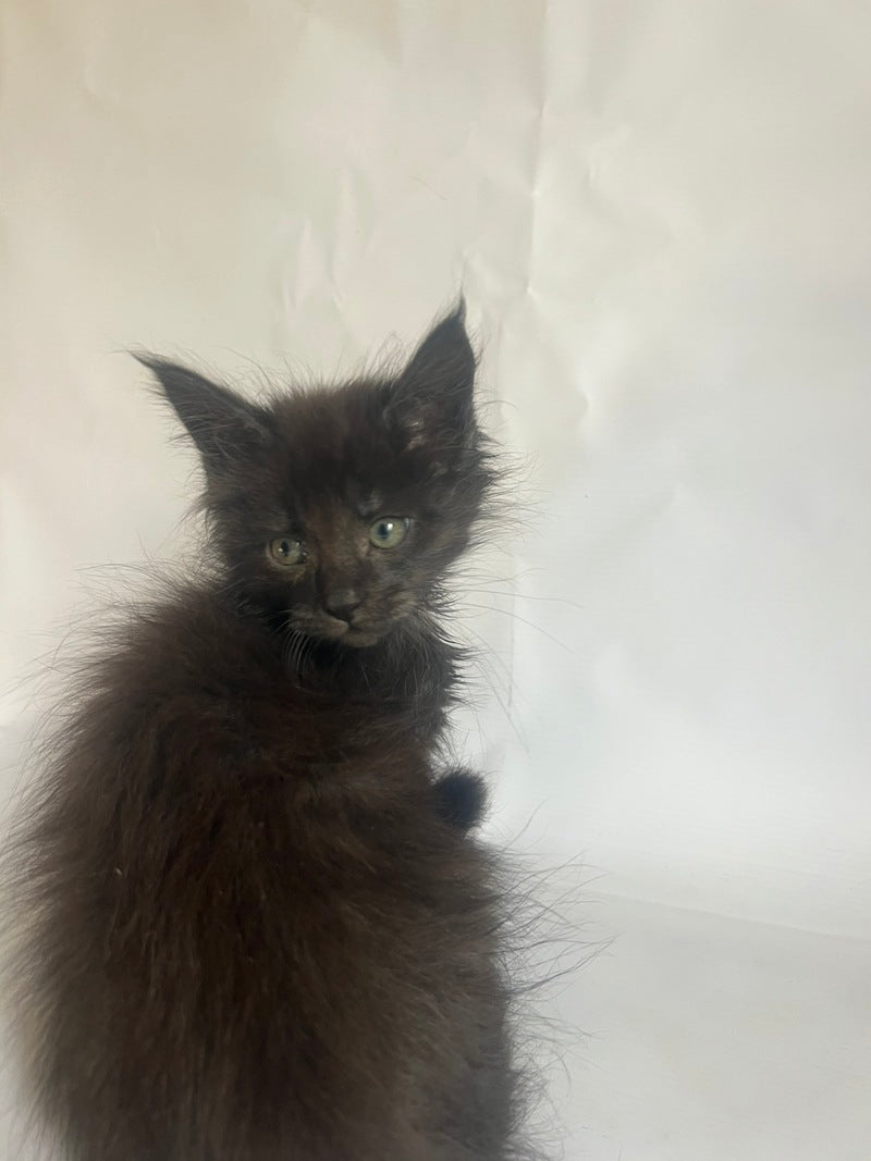 Fantasy Maine Coon female black - live animals