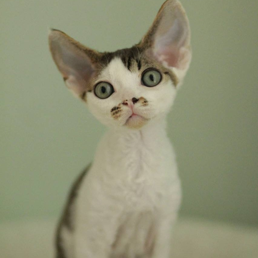 Ophelia Devon Rex female, black spotted tabby bicolour