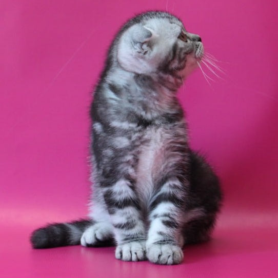 Sofi Scottish Fold female, black silver tabby