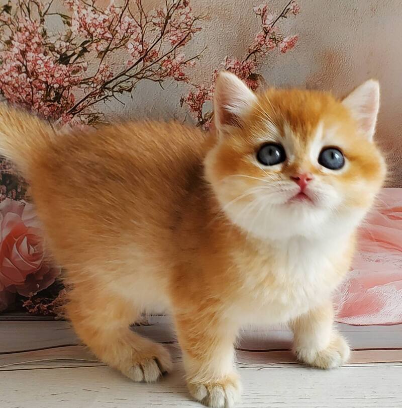 Jerry British Shorthair male, black golden shaded