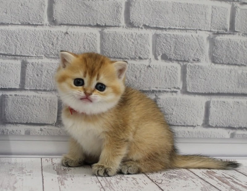 Grey's Scottish Straight female, black golden ticked tabby