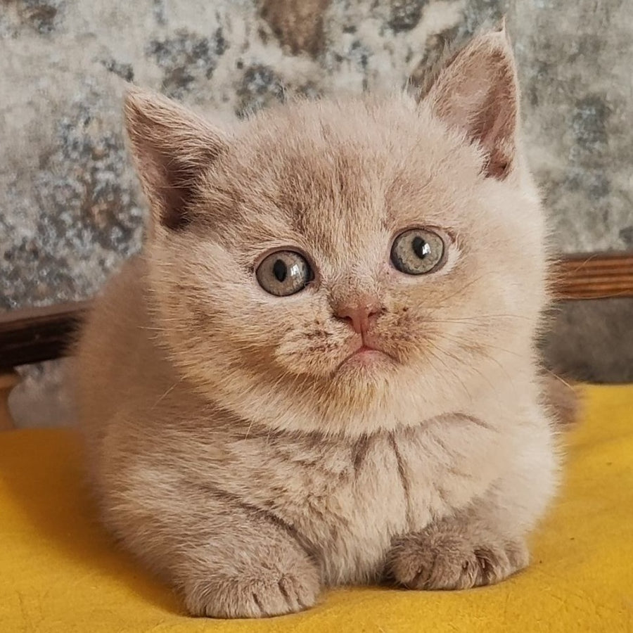 Bounty British Shorthair female, fawn