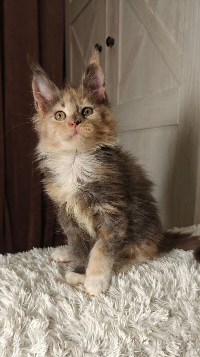 Quintara Maine Coon female blue tortie tabby bicolour live animals