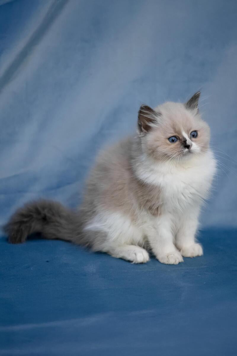Niko Ragdoll male, blue mitted