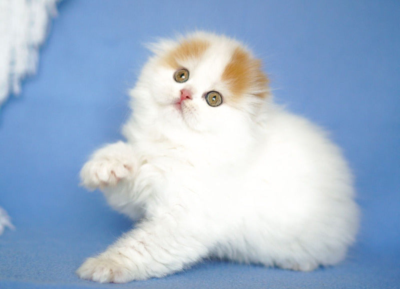 Pumpkin Scottish Fold female red tabby van - live animals