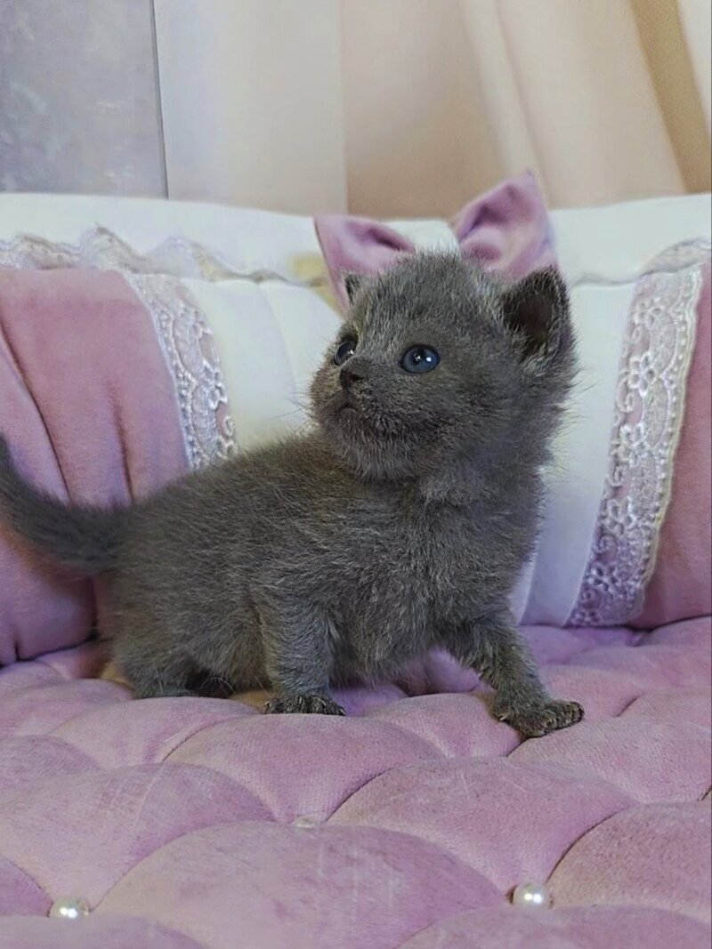 Joy Scottish Straight male blue - live animals