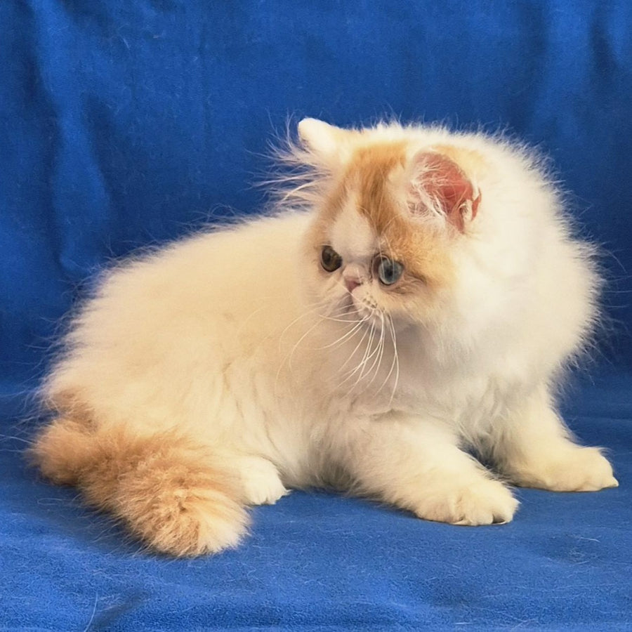 Zelda Persian female, red spotted tabby van