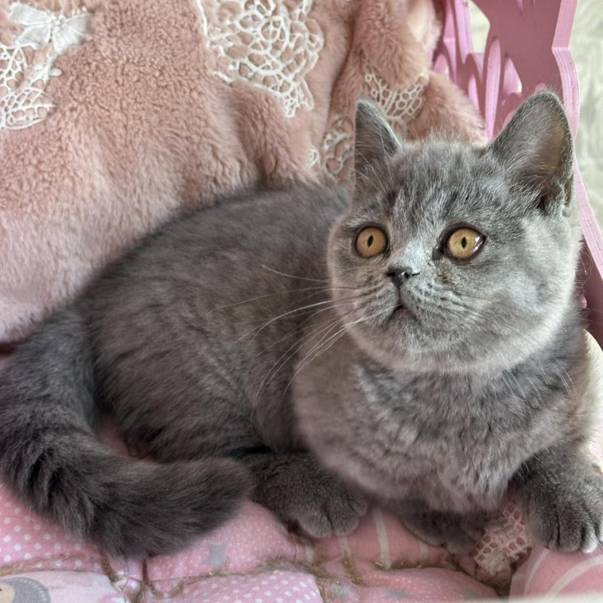 Milka Munchkin female, blue